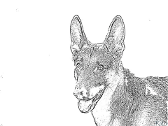 german shepherd Coloring Pages To Print